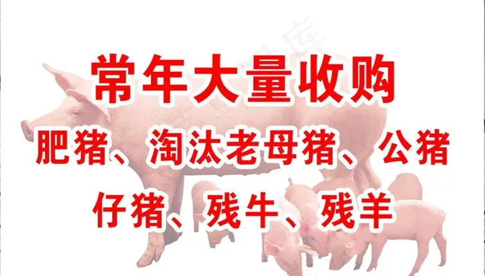 收猪名片反面图片(1066X640(DPI:300))psd模版下载