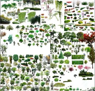 园林树木 绿植图片