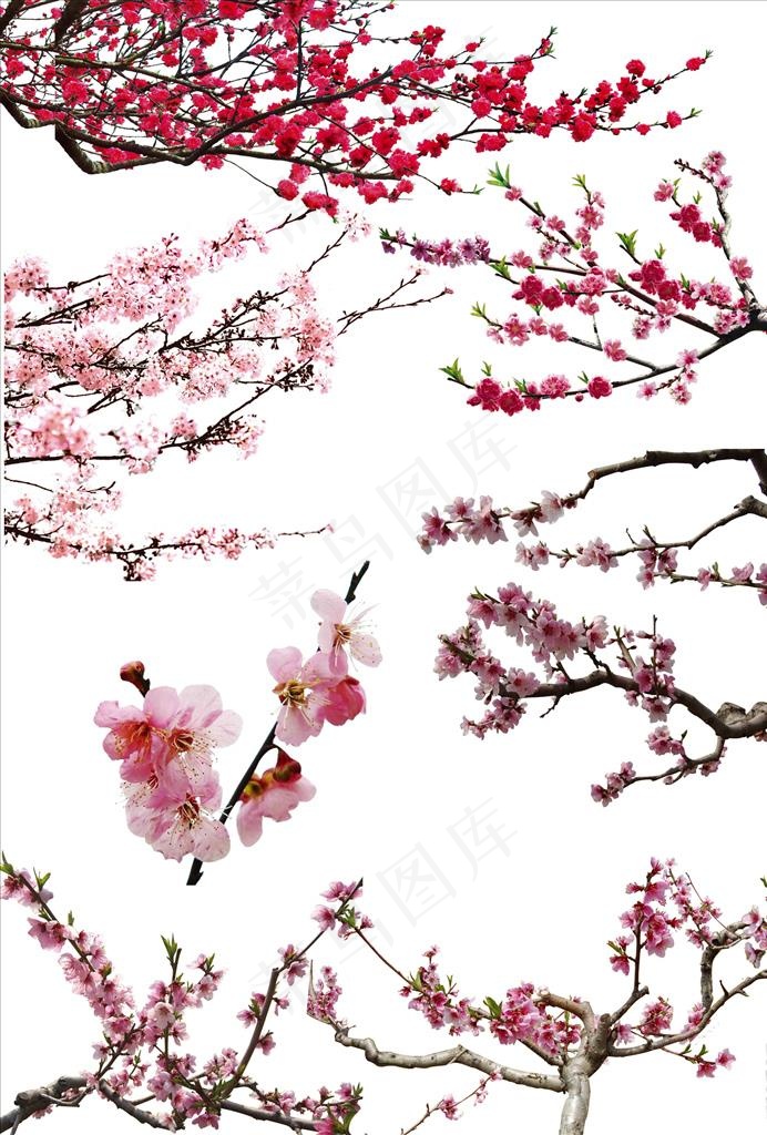 高清桃花素材图片