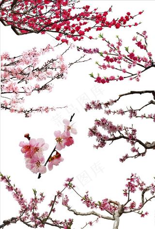 高清桃花素材图片