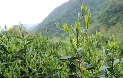 徽州黄山野茶图片 徽州黄山野茶图片