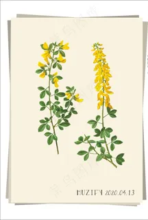 金盏花 植物图鉴图片