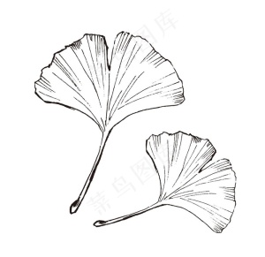 素描鲜花图片