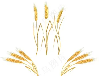 麦穗图片