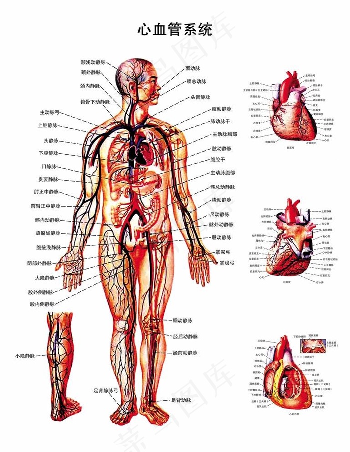 心血管系统解剖图PSD图片(7087X9449(DPI:300))psd模版下载
