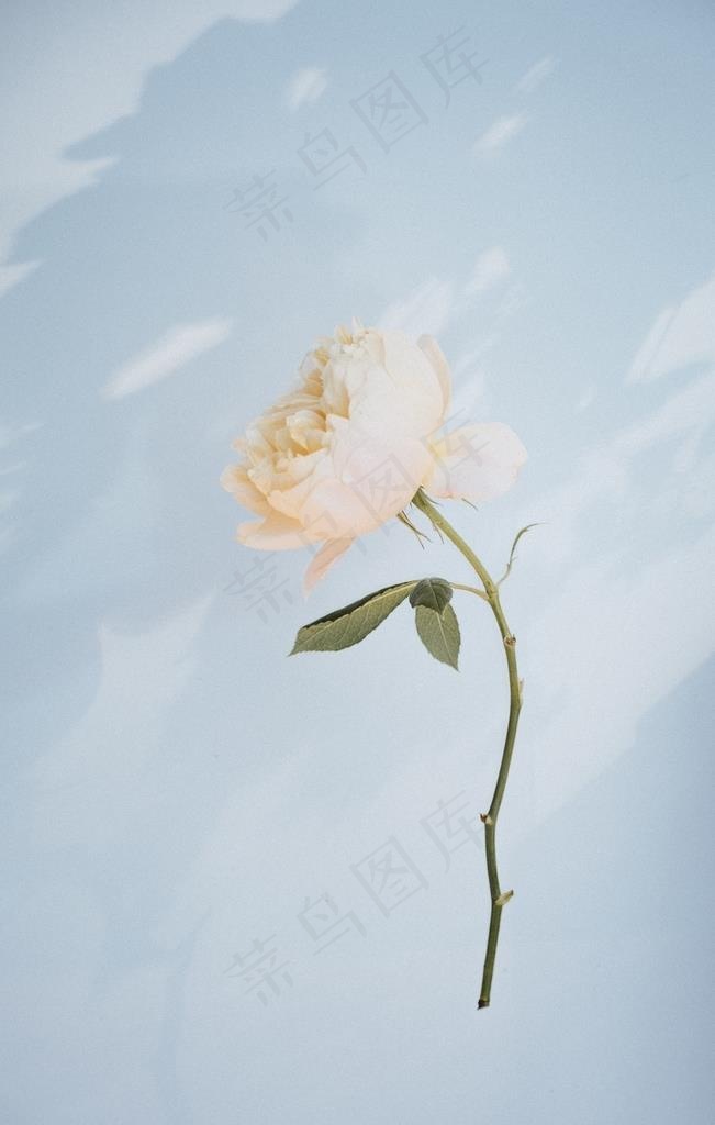 花卉图片