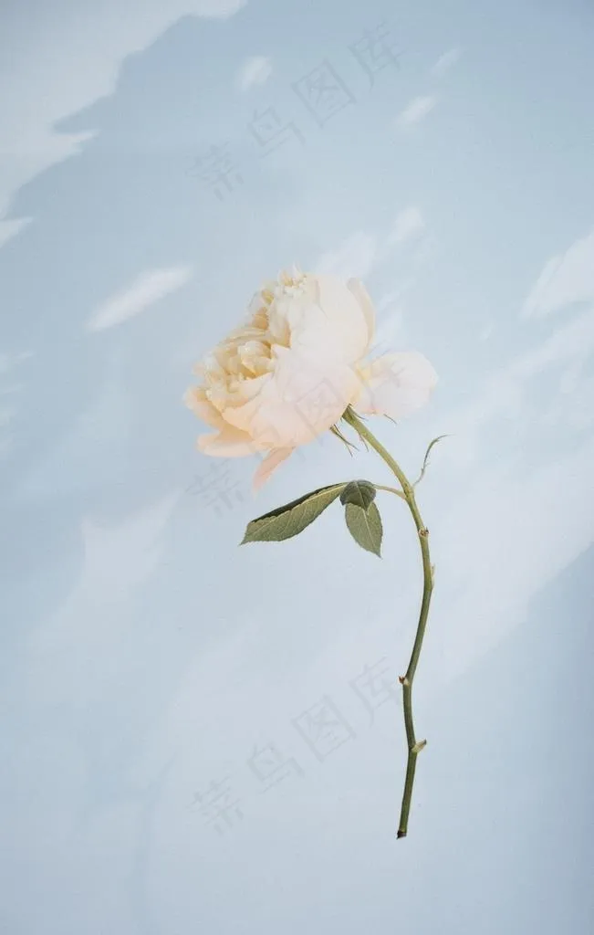 花卉图片