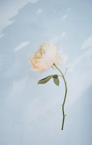 花卉图片