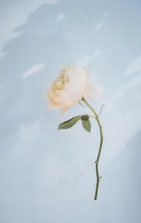 花卉图片 花卉图片