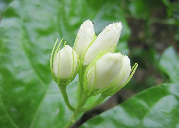 清香茉莉花美图摄影图片