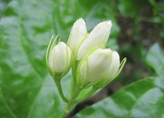 清香茉莉花美图摄影图片