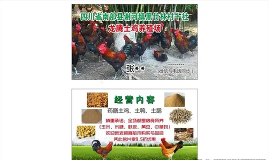 土鸡养殖场图片