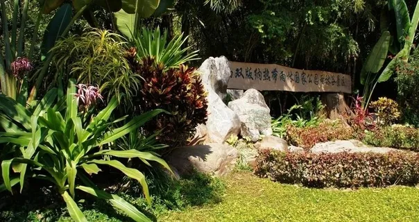 西双版纳热带雨林谷图片 西双版纳热带雨林谷图片