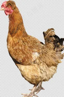 鸡图片