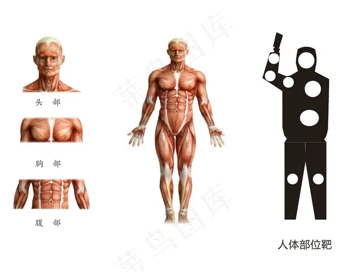 人体部位靶图片cdr矢量模版下载