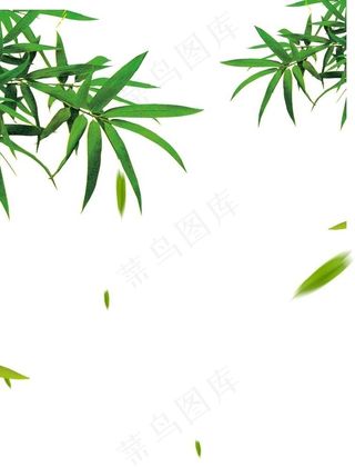 竹叶图片