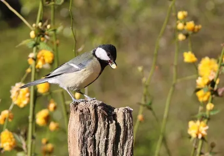 大山雀图片 大山雀图片