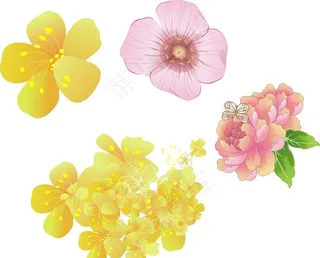 黄色花朵 粉色花朵 牡丹花图片