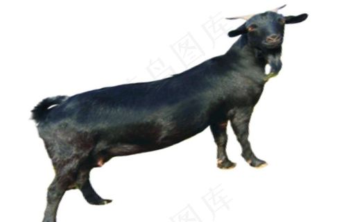 黑山羊图片
