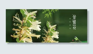 金银花图片
