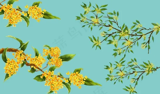 桂花图片 桂花图片