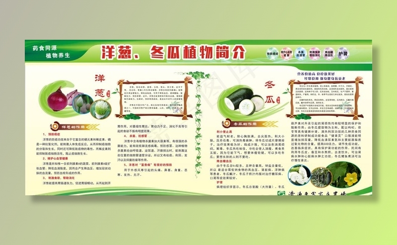 洋葱 冬瓜 植物简介图片(2300X1100)cdr矢量模版下载