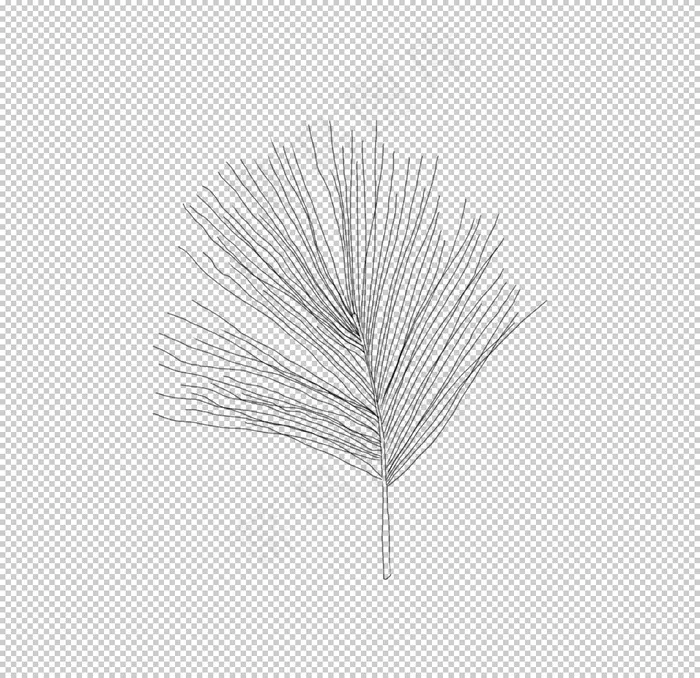 手绘植物叶片图片