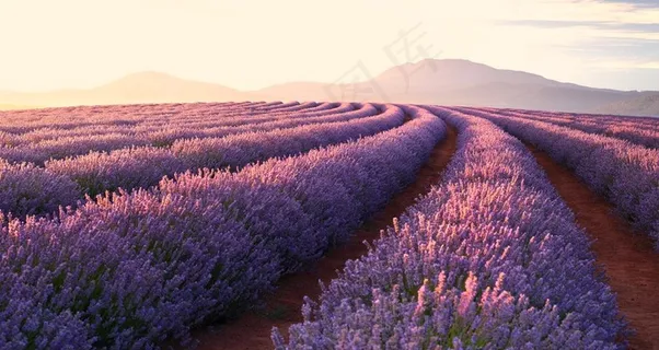 紫色薰衣草花海图片 紫色薰衣草花海图片