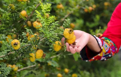 盘州 刺力王 种植基地图片 盘州 刺力王 种植基地图片