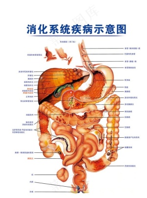 消化系统图片