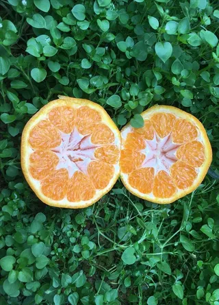 切开的春见 丑柑 四川粑粑柑图片