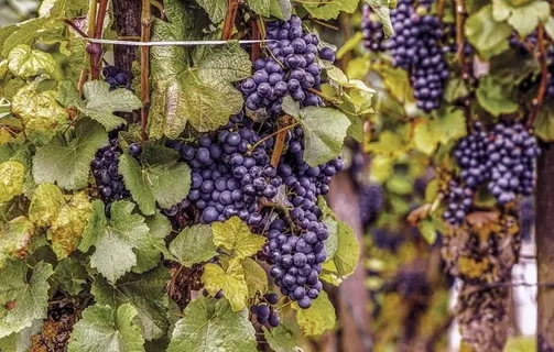 葡萄图片 葡萄图片