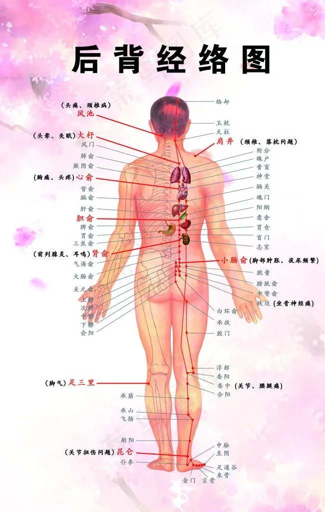 后背经络图图片(1701X2551(DPI:72))psd模版下载