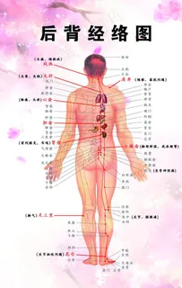 后背经络图图片 后背经络图图片