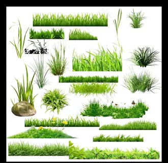 草丛图片 草丛图片