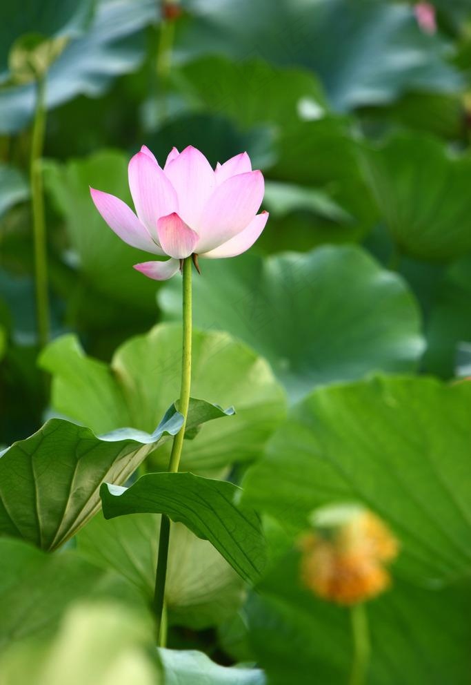 西湖荷花图片