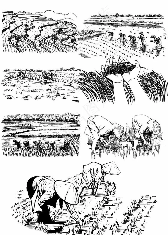 插秧 种田 农田 大米素材 水图片ai矢量模版下载