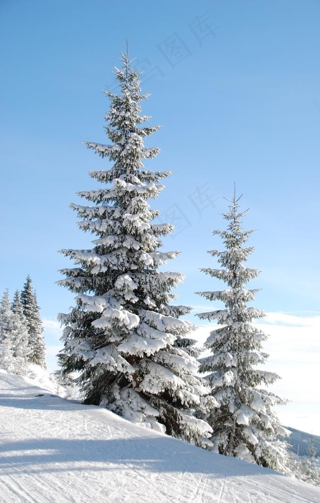 雪松图片