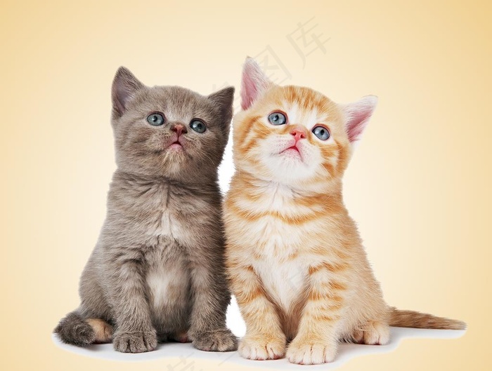 猫图片psd模版下载