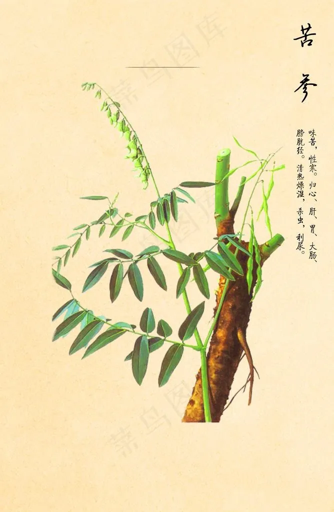 苦参图片(4726X6911(DPI:300))psd模版下载