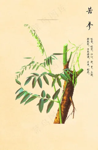苦参图片