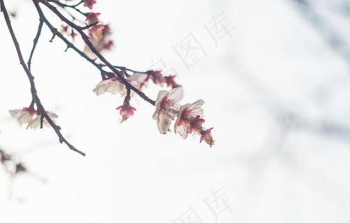 梅花腊梅唯美图片