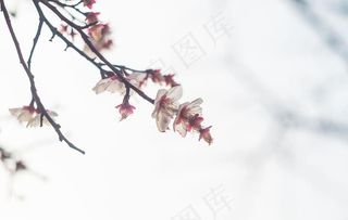 梅花腊梅唯美图片