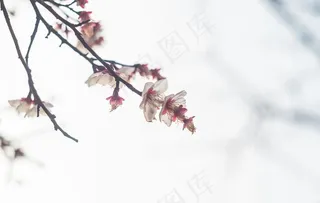 梅花腊梅唯美图片