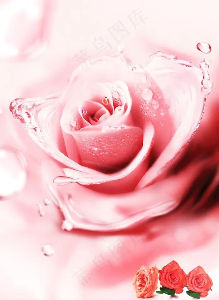 粉色玫瑰图片psd模版下载