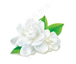 茉莉花 白色图片