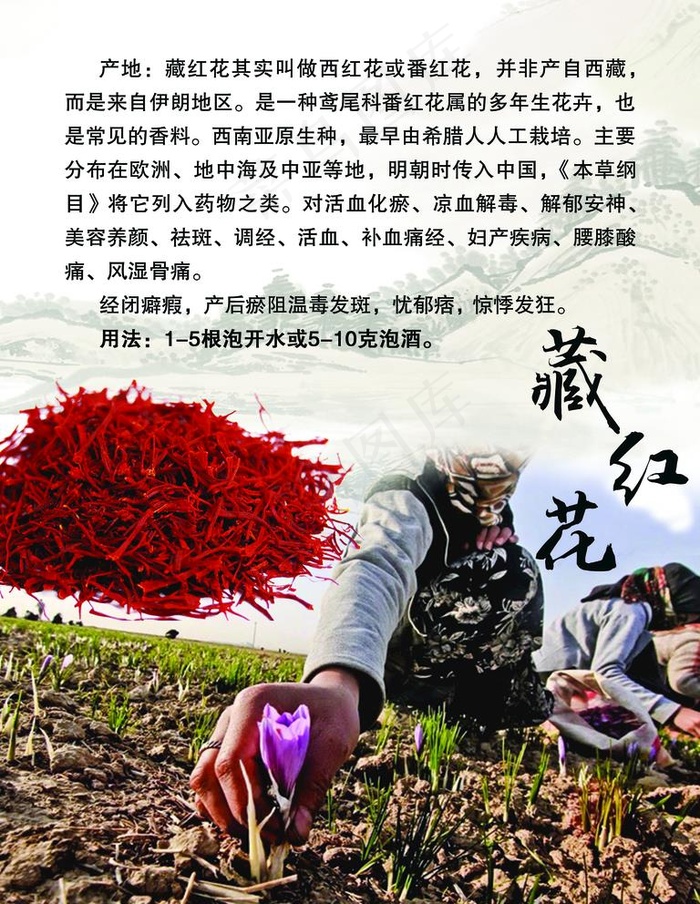藏红花图片(2362X3150(DPI:100))psd模版下载