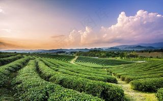 茶园图片