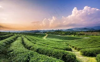 茶园图片