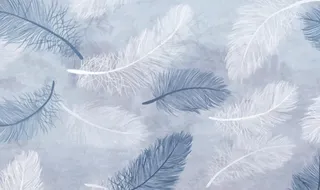 北欧羽毛图片